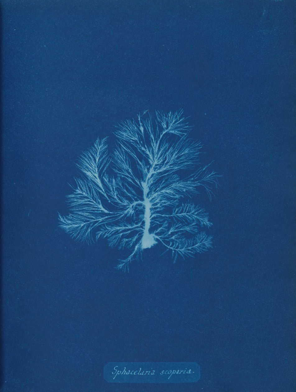 Sphacelaria scoparia, ca. 1853. av Anna Atkins