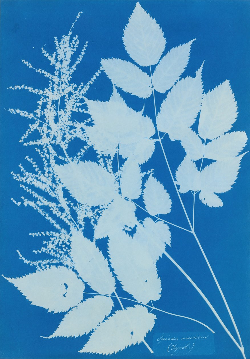 Spiraea arcus Tyrol, 1851-54. av Anna Atkins