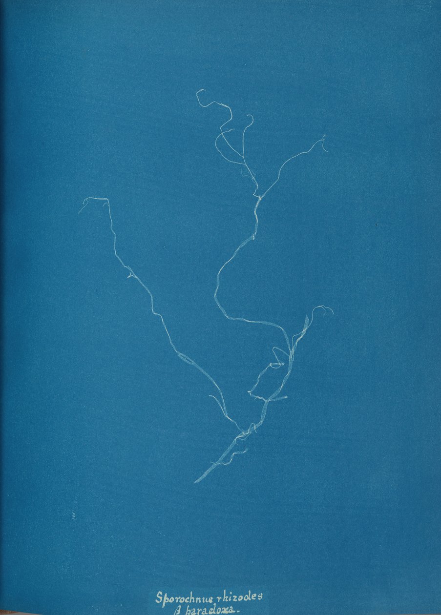 Sporochnius rhizodes ß paracloxa, ca. 1853. av Anna Atkins