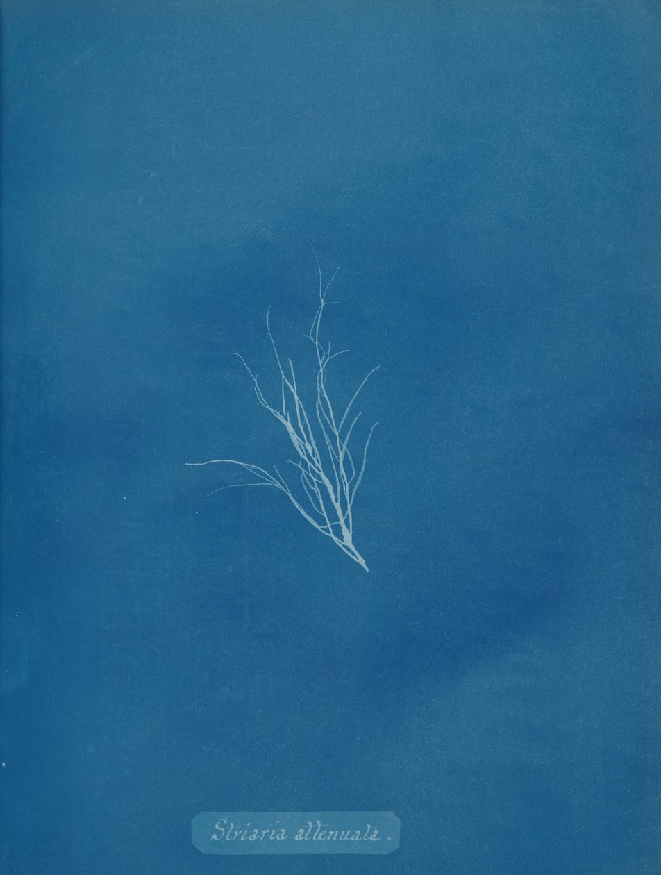 Striaria svekket, ca. 1853. av Anna Atkins