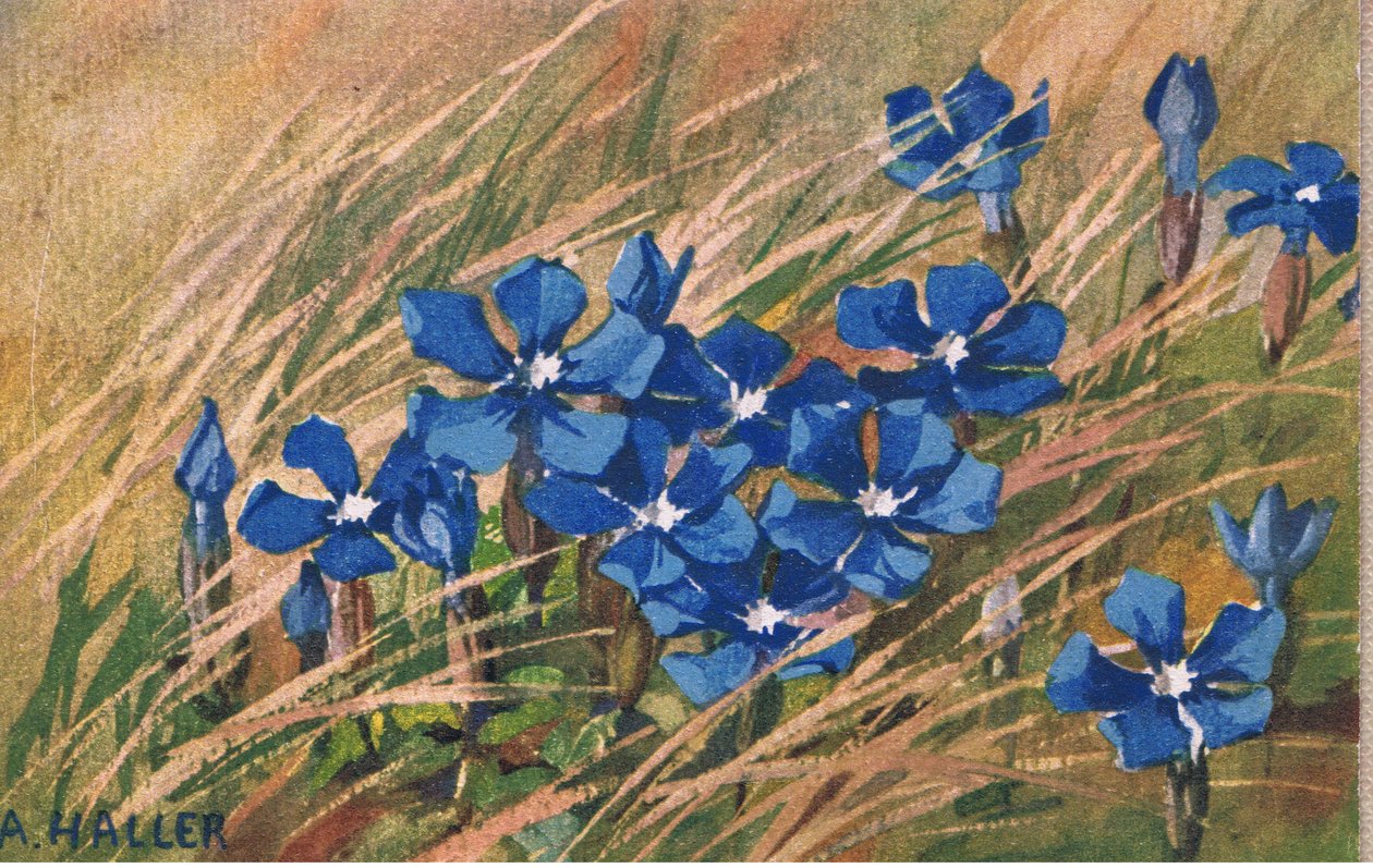 Blå valerian, postkort, 1940-tallet av Anna Haller