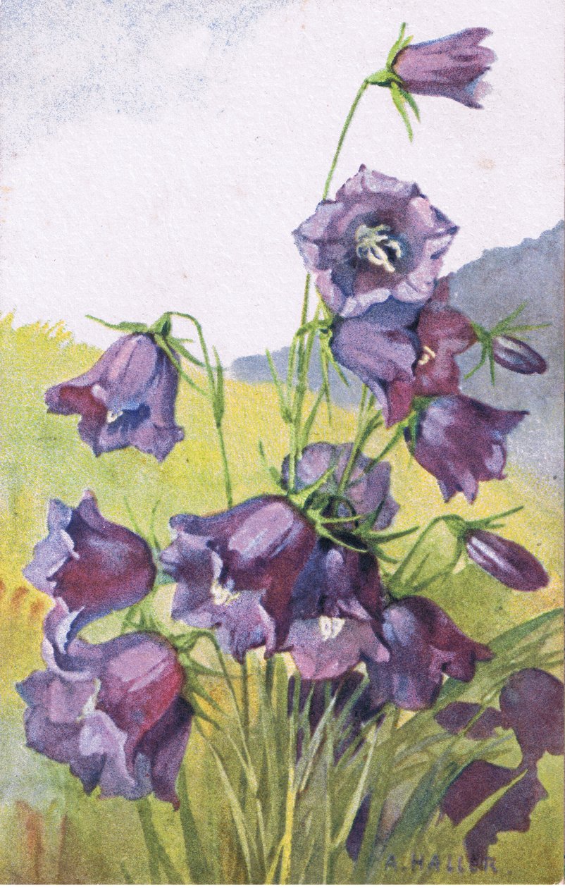 Blå blomst, postkort, 1940-tallet av Anna Haller