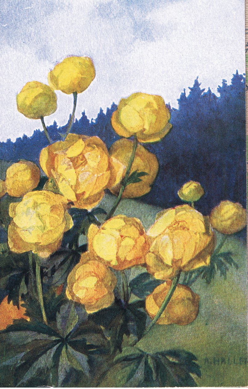 Gul blomst, postkort, 1940-tallet av Anna Haller