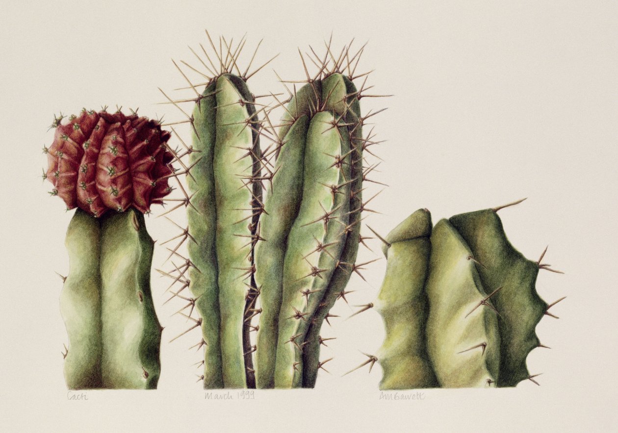 Cacti, 1999 (wc på papir) av Annabel Barrett
