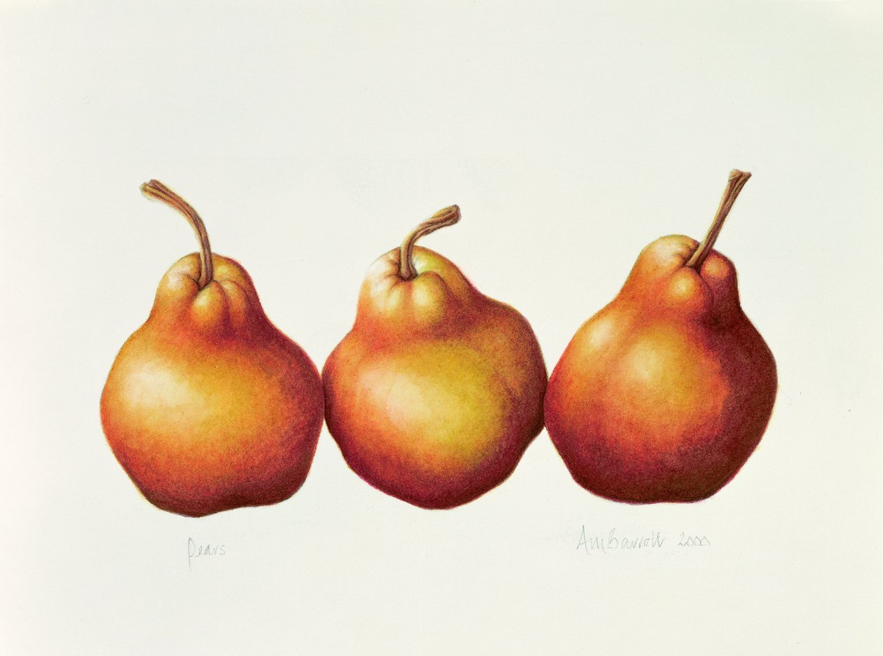 Pærer, 2000 (wc på papir) av Annabel Barrett