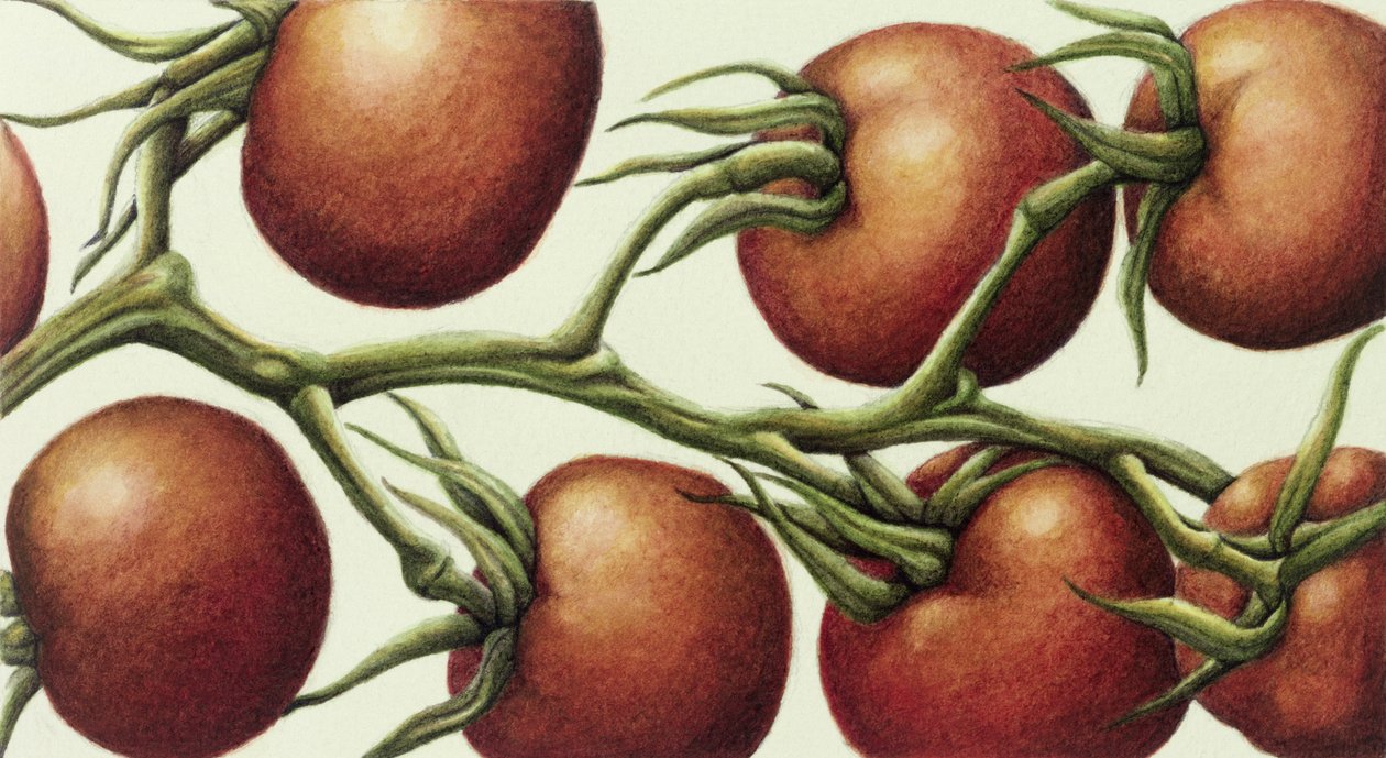 Tomato Vine, 1999 (wc på papir) av Annabel Barrett