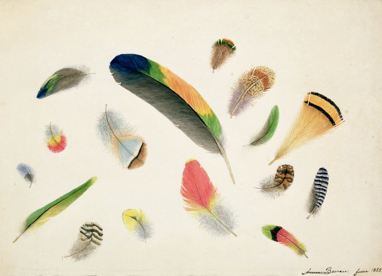 Studies of Feathers, 1855 (wc på papir) av Anne Bowen