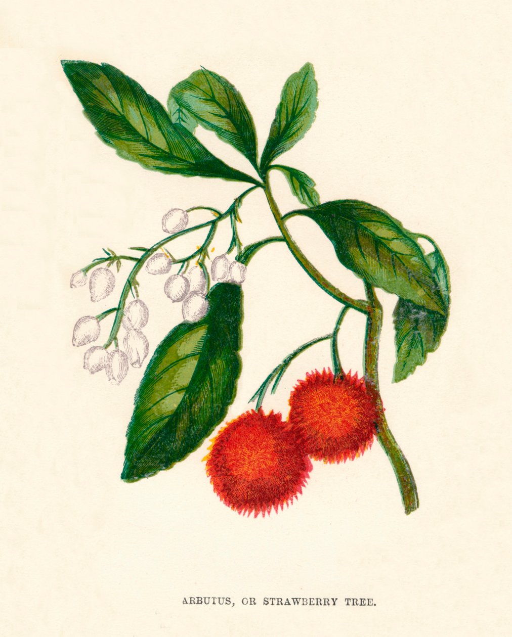 Arbutus, eller jordbærtre, c1891, 1891 av Anne Pratt