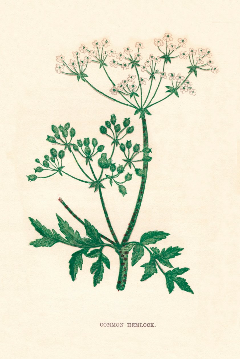 Vanlig hemlock, c1891, 1891 av Anne Pratt