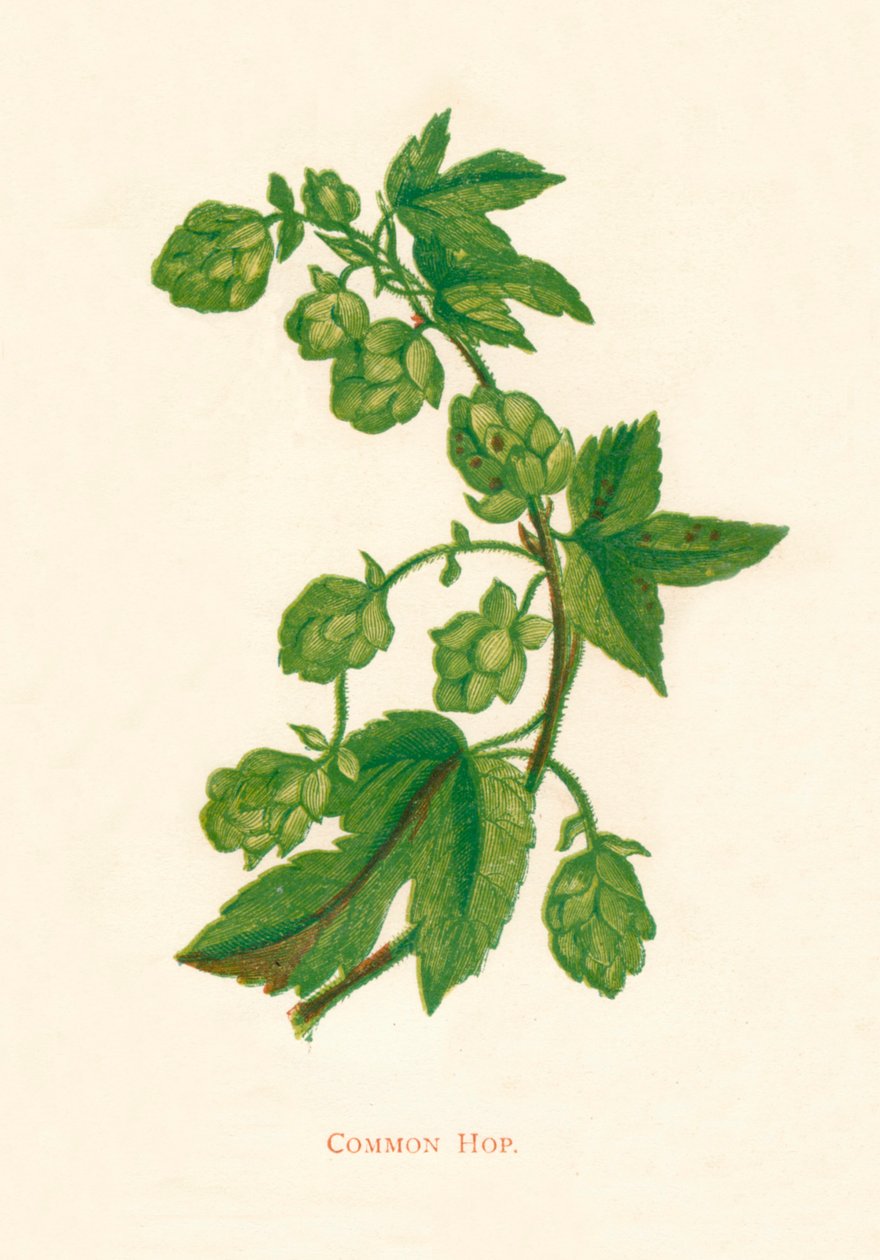 Vanlig humle, c1891, 1891 av Anne Pratt