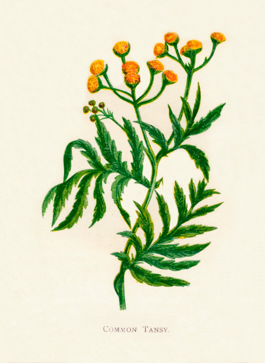 Vanlig tannsy, c1891, 1891 av Anne Pratt