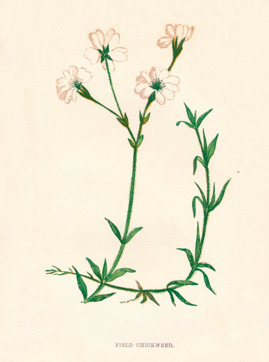 Åkerhøne, c1891, 1891 av Anne Pratt