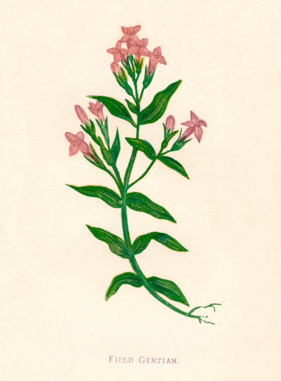Feltgentian, c1891, 1891 av Anne Pratt
