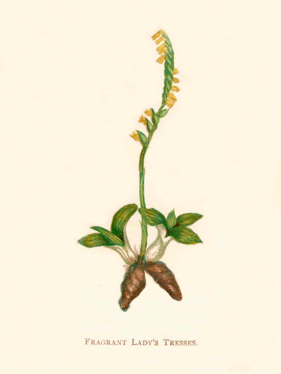 Fragrant Ladys Tresses, c1891, 1891 av Anne Pratt