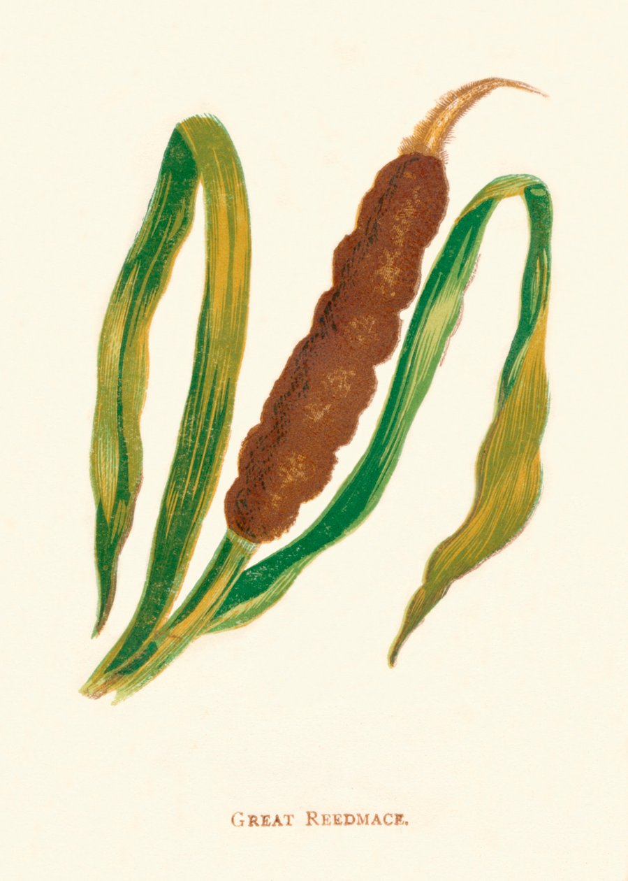 Great Reedmace, c1891, 1891 av Anne Pratt