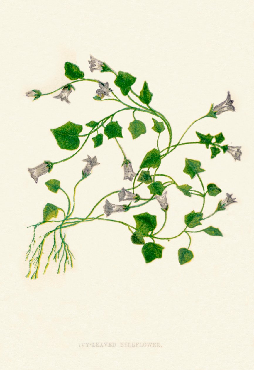 Ivy-Leaved Bellflower, c1891, 1891 av Anne Pratt