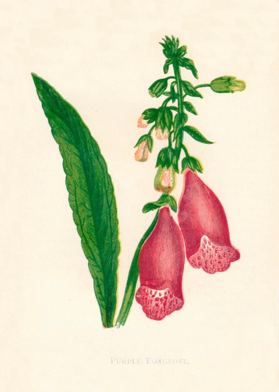 Lilla revebjelle, c1891, 1891. av Anne Pratt