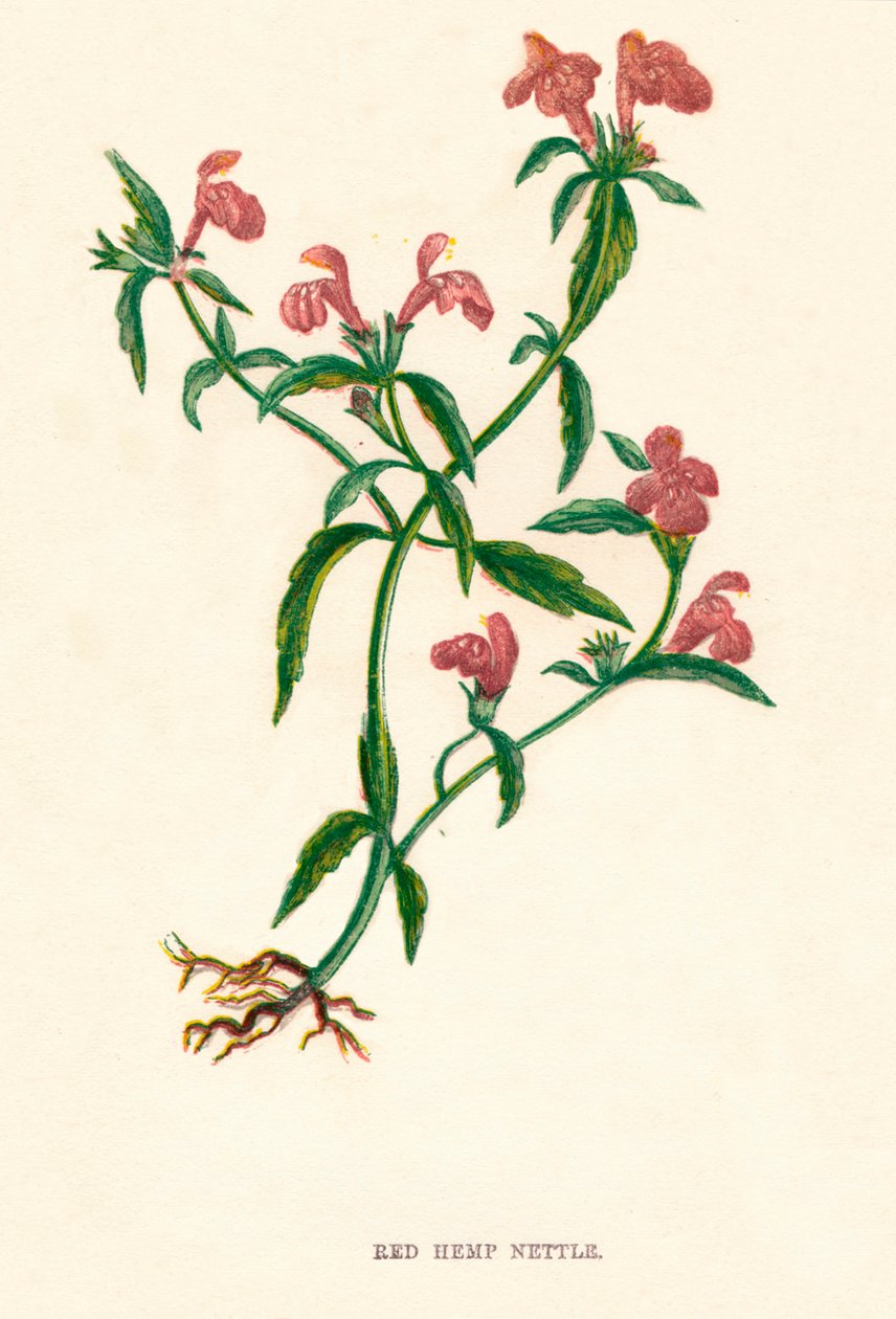 Rød hamp nesle, c1891, 1891 av Anne Pratt