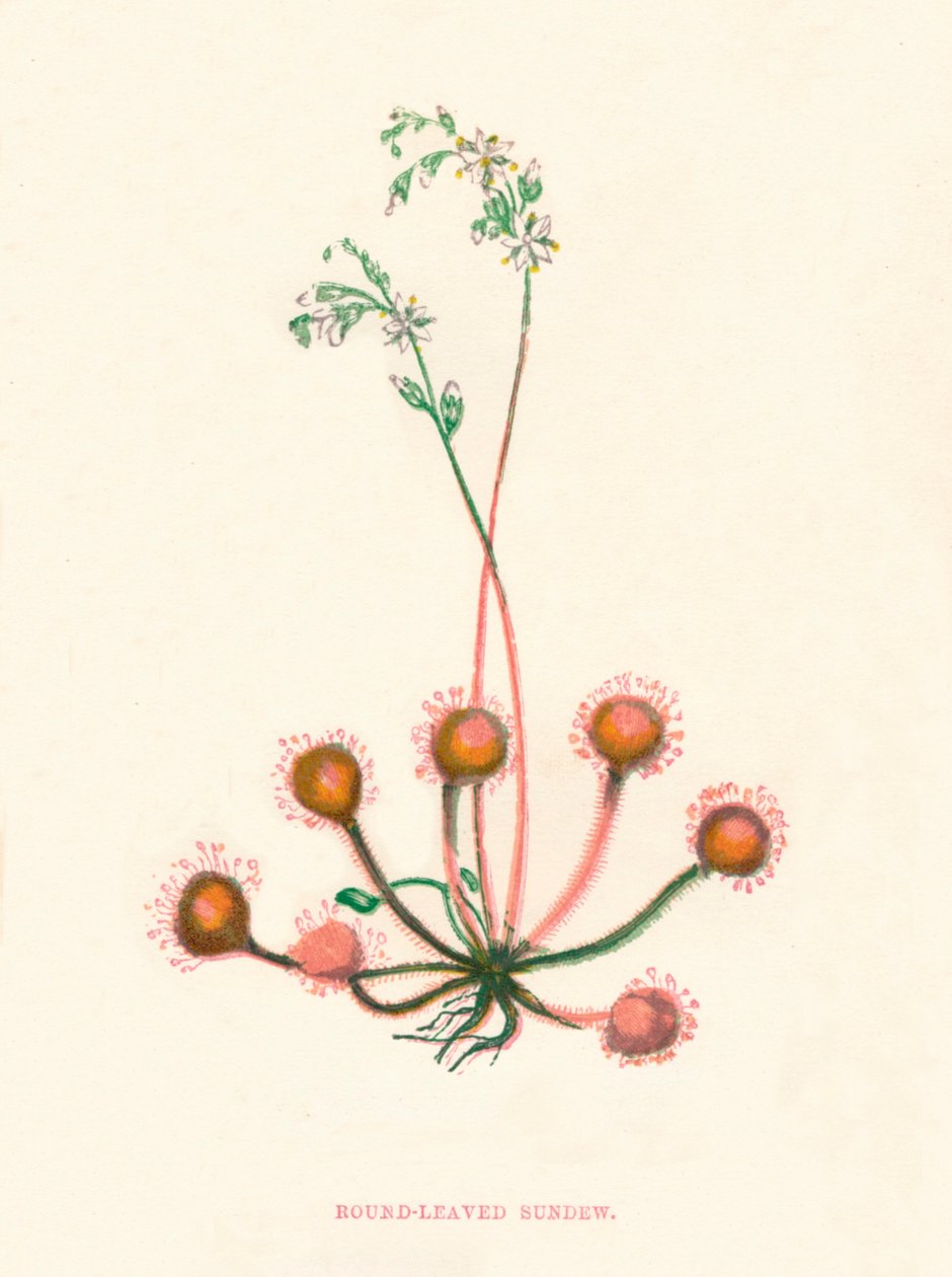 Round-Leaved Soldegg, c1891, 1891 av Anne Pratt