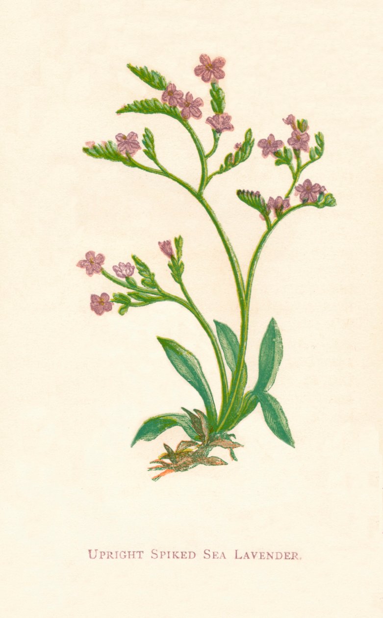 Upright Spiked Sea Lavender, c1891, 1891 av Anne Pratt