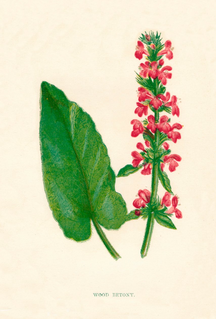 Wood Betony, c1891, 1891 av Anne Pratt