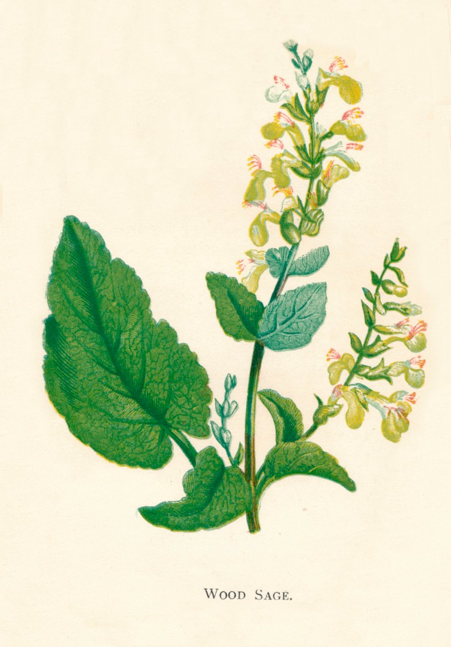 Wood Sage, c1891, 1891 av Anne Pratt