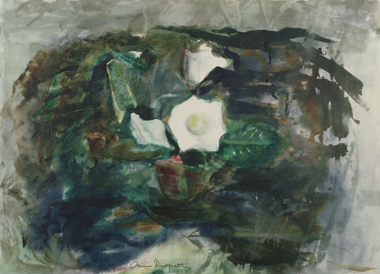 Hvit Gloxinia av Anne Redpath
