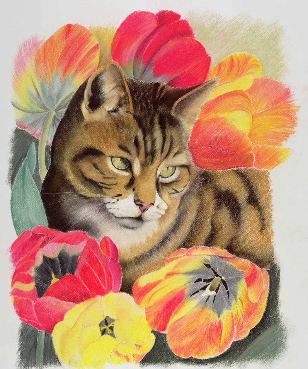 Stripy og tulipan av Anne Robinson