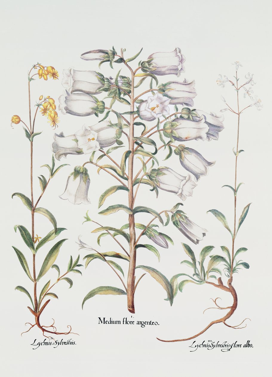 Canterbury Bell, tysk, 1700-tallet (håndfarget gravering) av Unbekannt Unbekannt