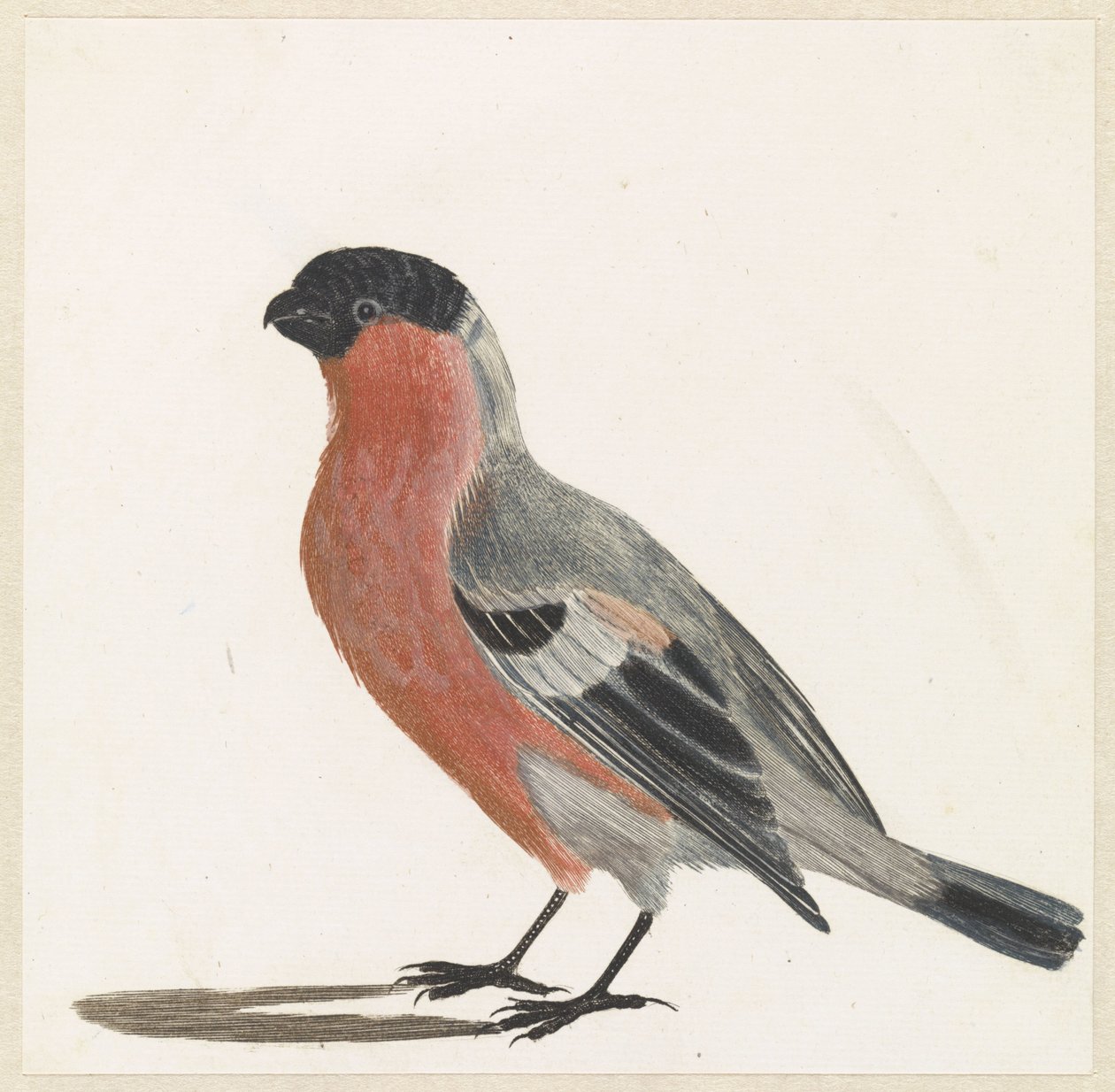 Bullfinch av Anonymous