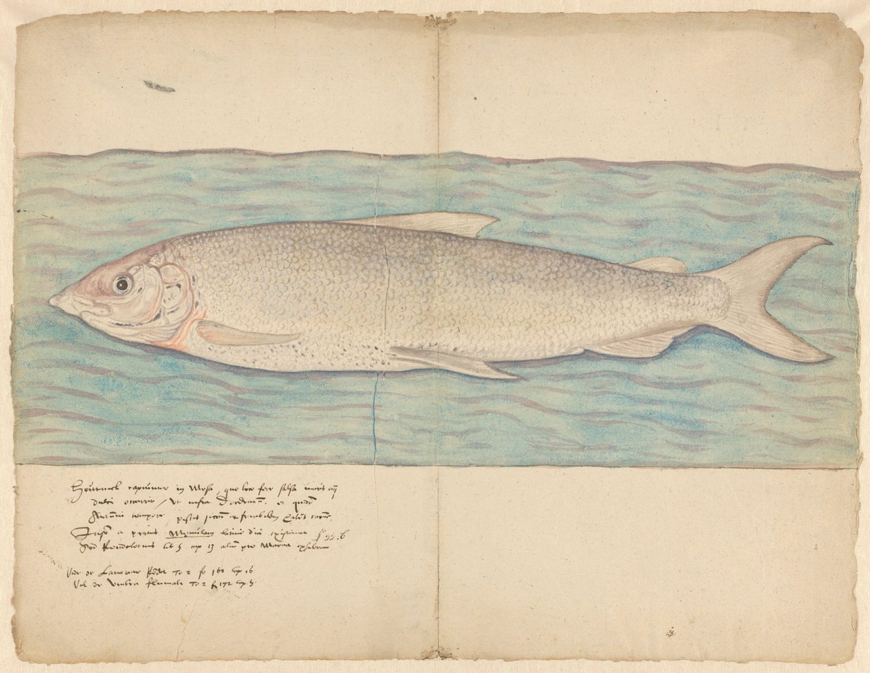 Houting (Coregonus oxyrinchus) av Anonymous