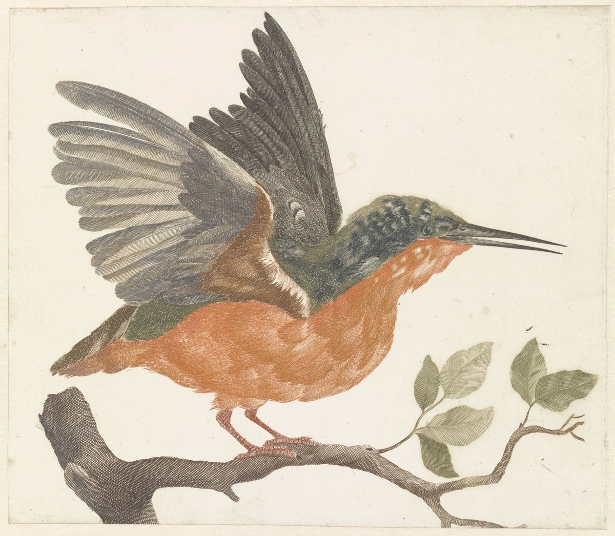 Kingfisher på tregren av Anonymous