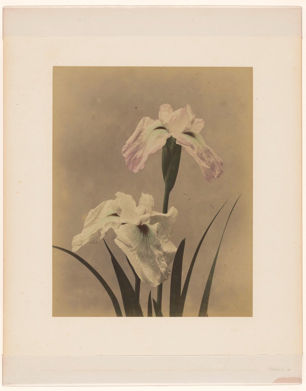 iris av Anonymous