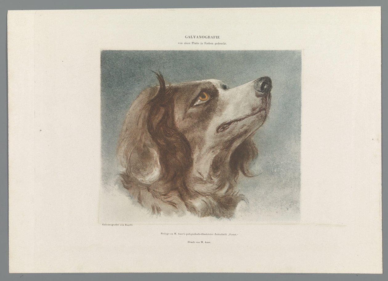 Hodet til en hund av Anonymous