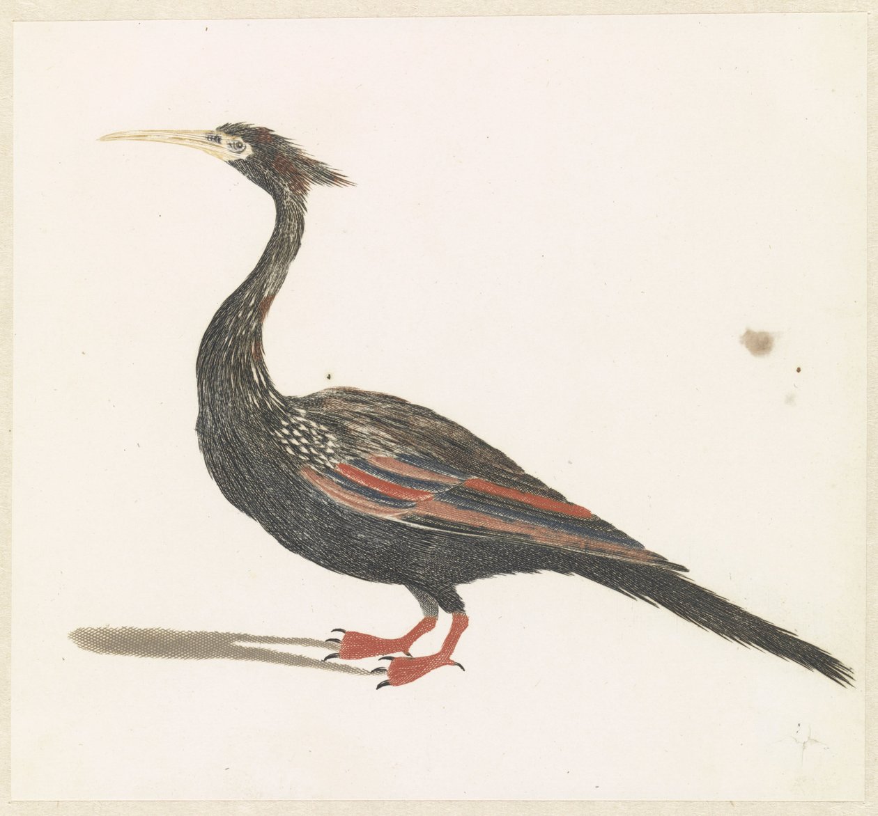 Slangenhalsvogel av Anonymous