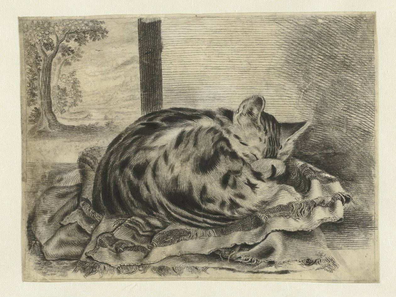 sovende katt av Anonymous