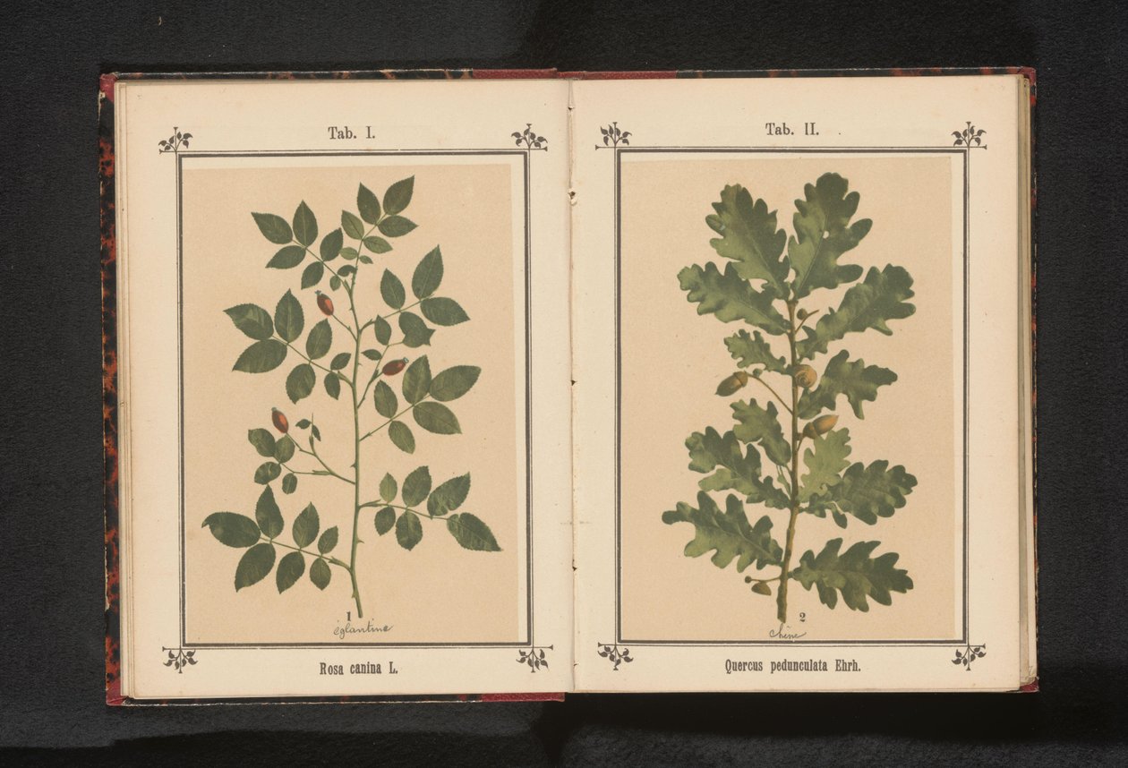 Gren av en hunderose Rosa canina (tittel på objekt) av Anonymous