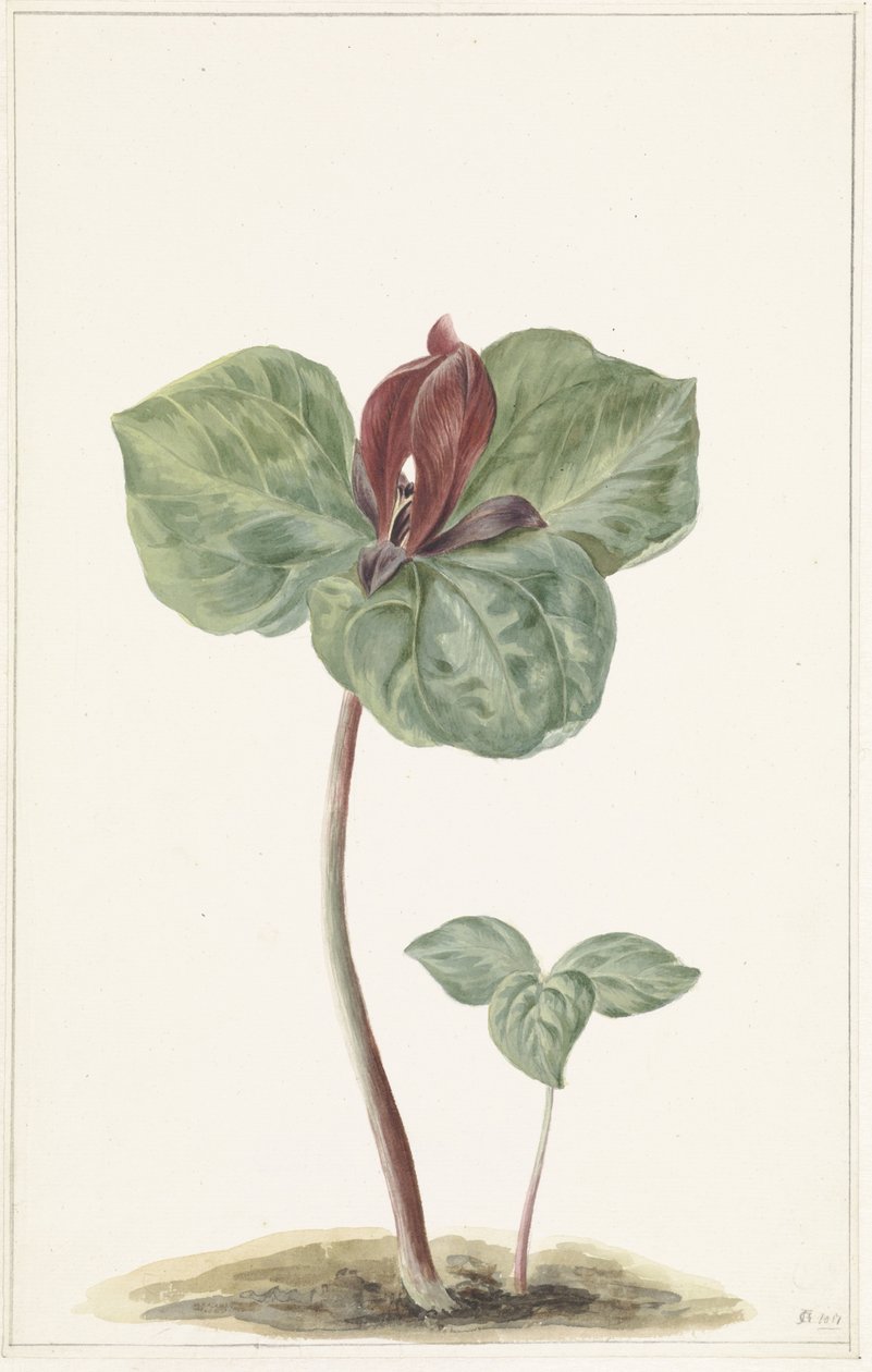 Trillium av Anonymous