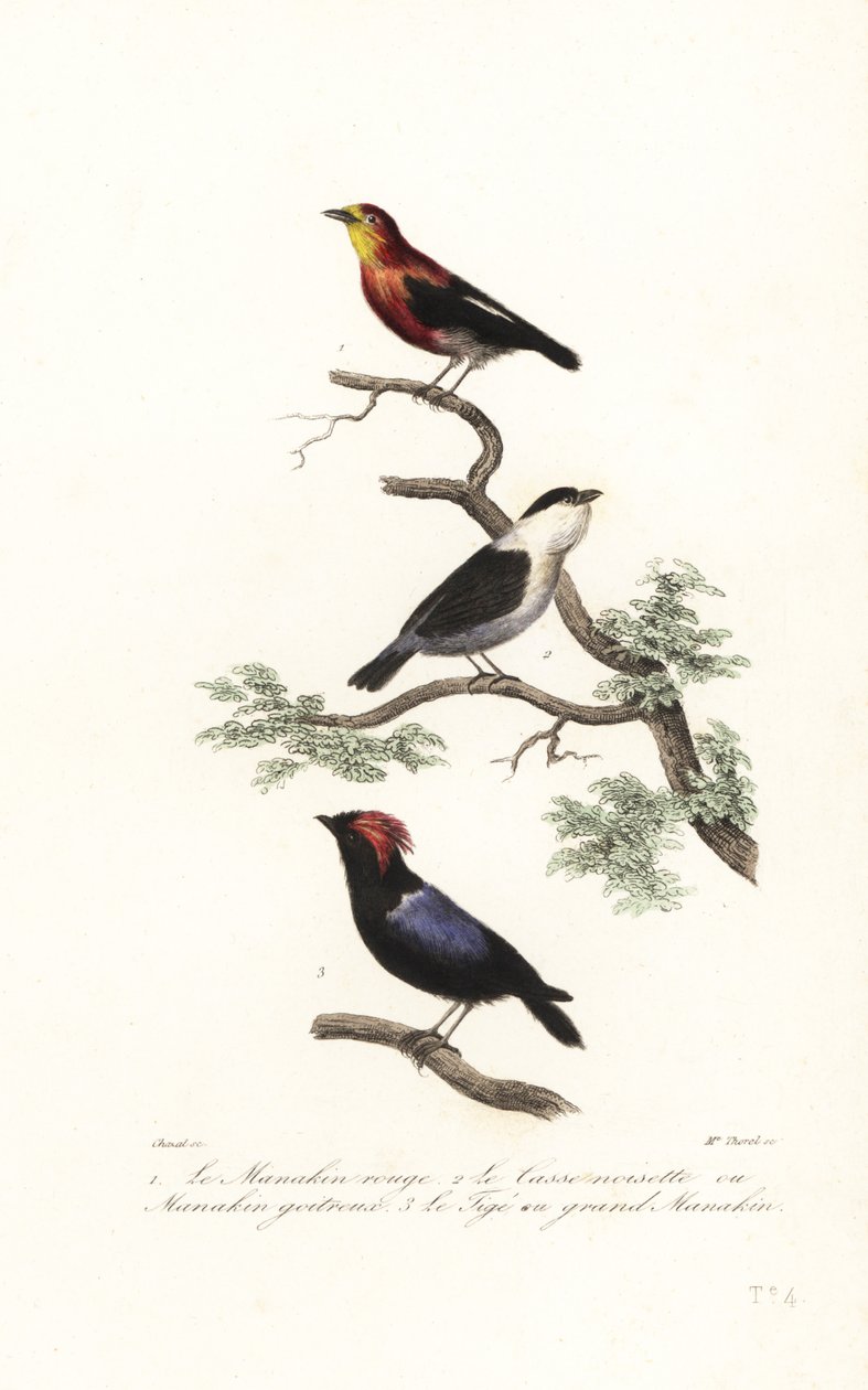 Manakin-art. av Antoine (after) Chazal