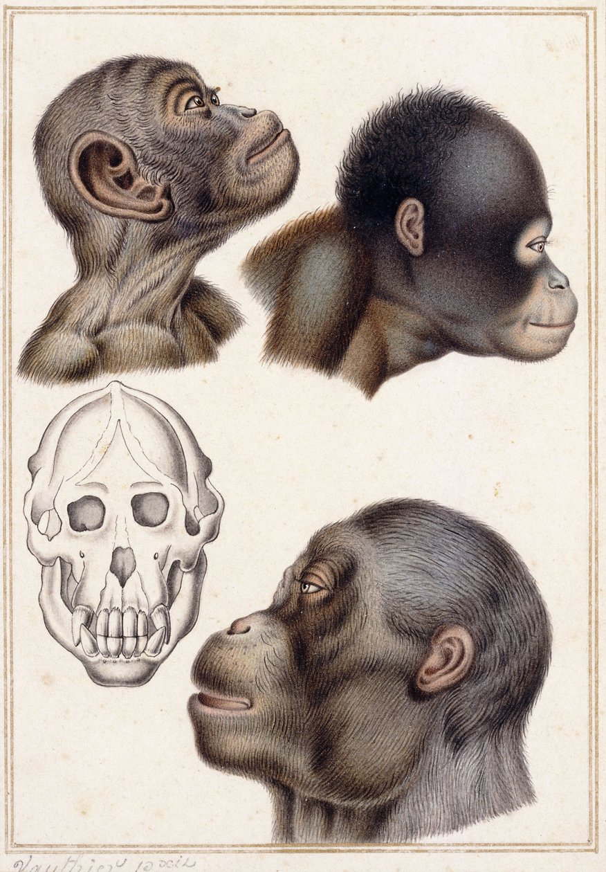 Skull of a Pongo av Antoine Charles Vauthier