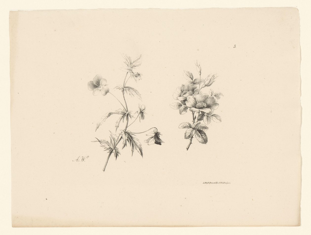 to blomster Blomster og frukt (serietittel) av Anton Weiss