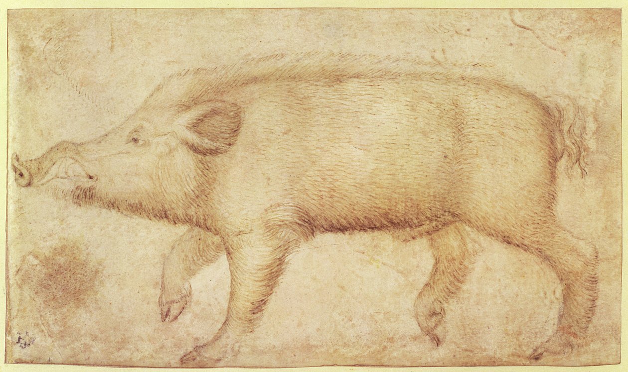 Et villsvin (kritt og blekk på vellum) av Antonio Pisanello