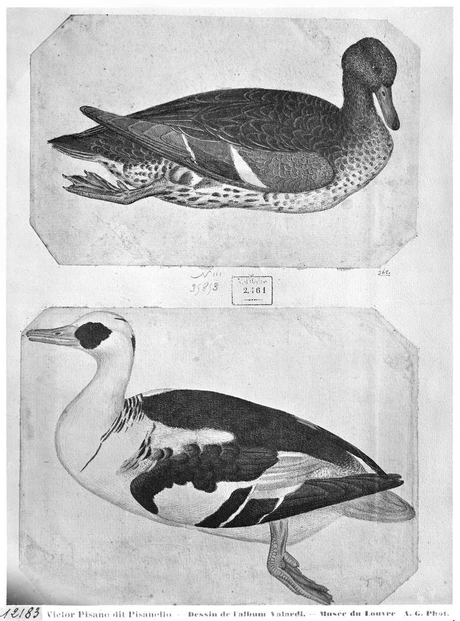 Ducks, fra The Vallardi Album (penn, blekk og wc på papir) av Antonio Pisanello
