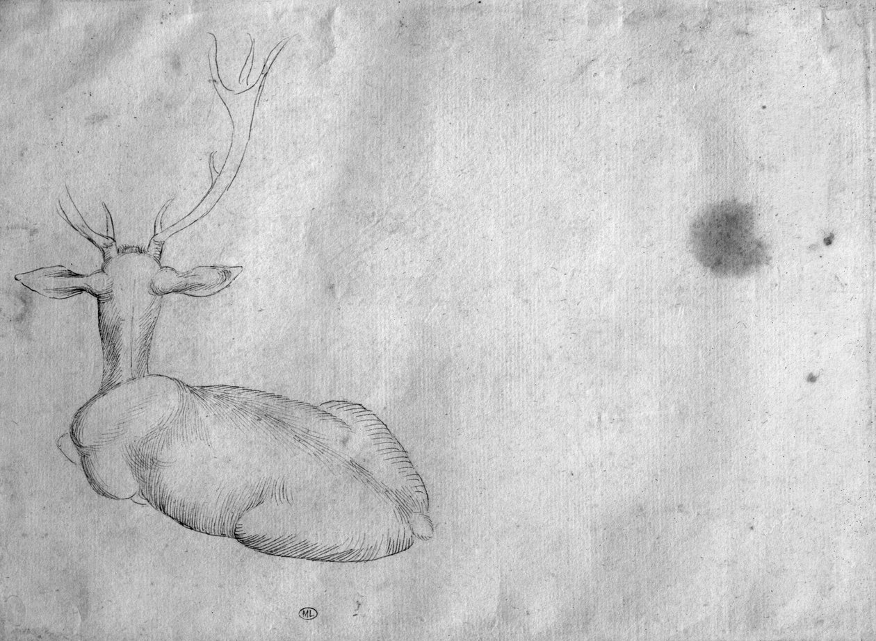 Hvilende hjort, sett bakfra, fra The Vallardi Album av Antonio Pisanello