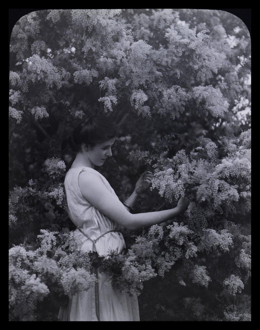 Cootamundra Wattle av Archibald James Campbell