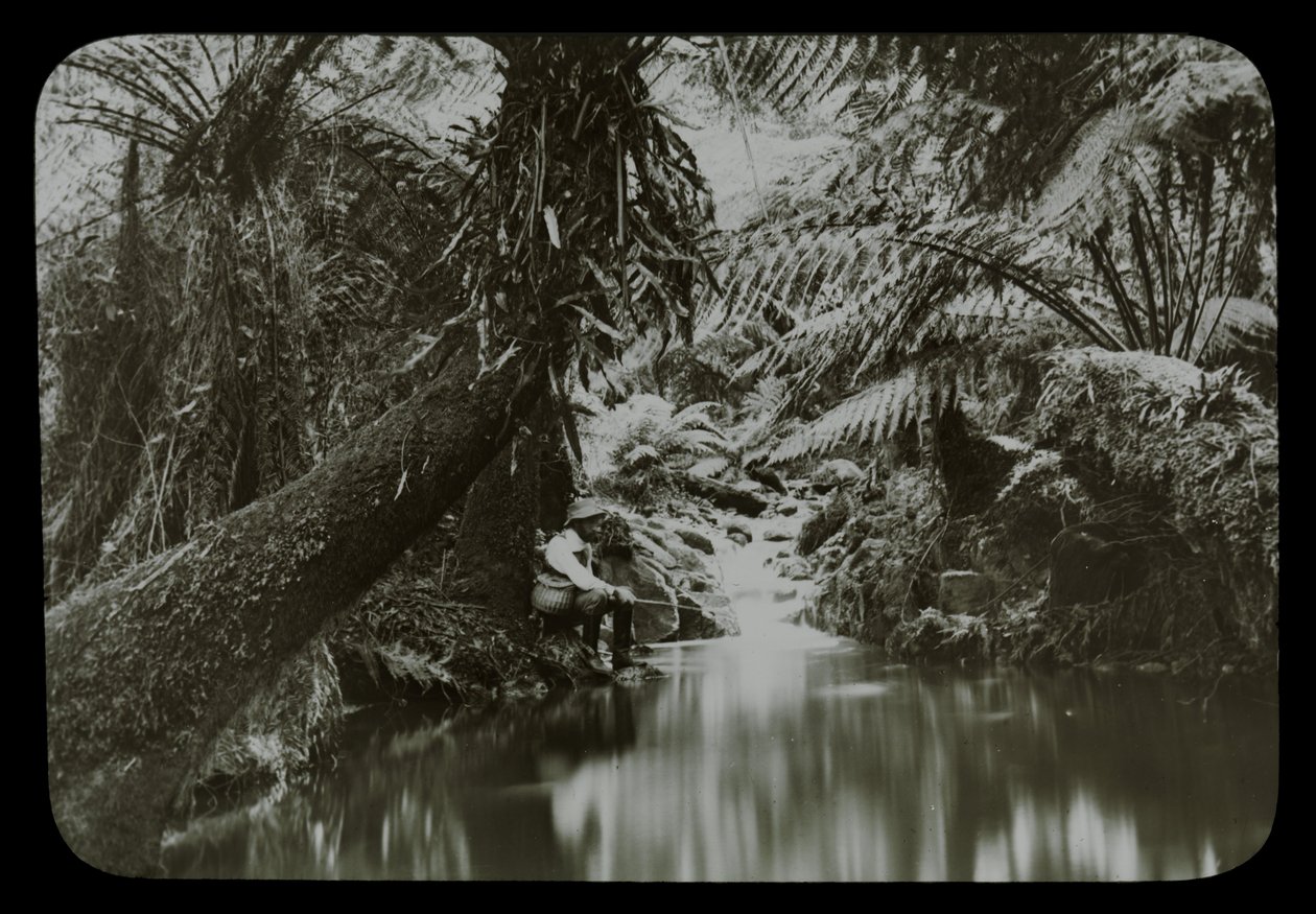 Fiskebasseng, Sassafras Gully av Archibald James Campbell