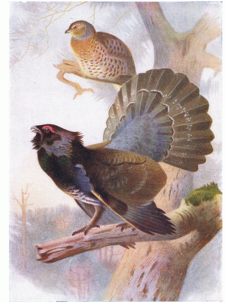 Capercaillie av Archibald Thorburn