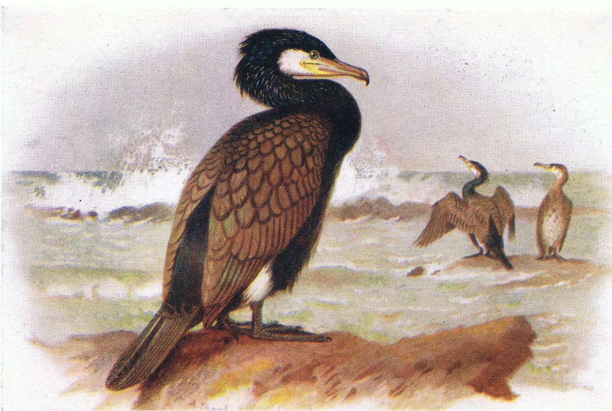 Skarv av Archibald Thorburn