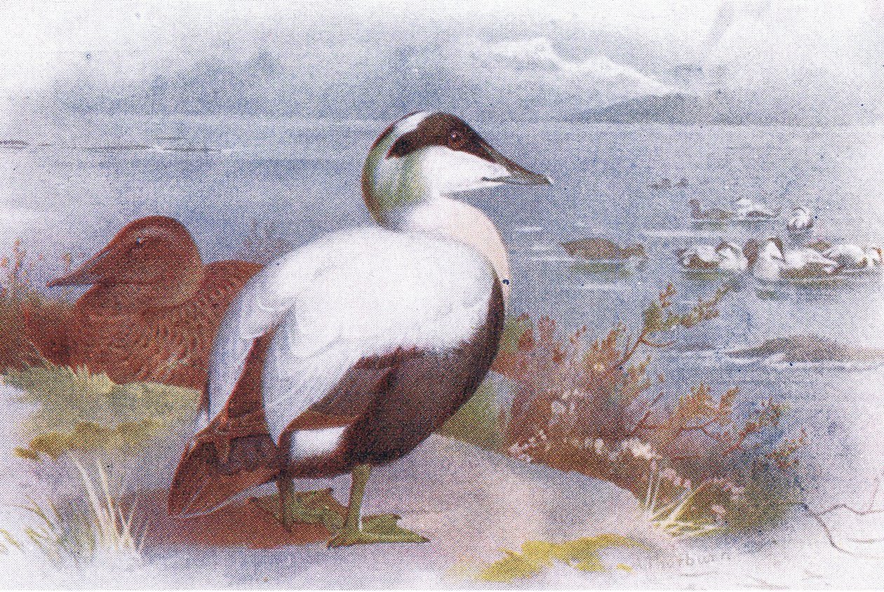 Ærfugl av Archibald Thorburn