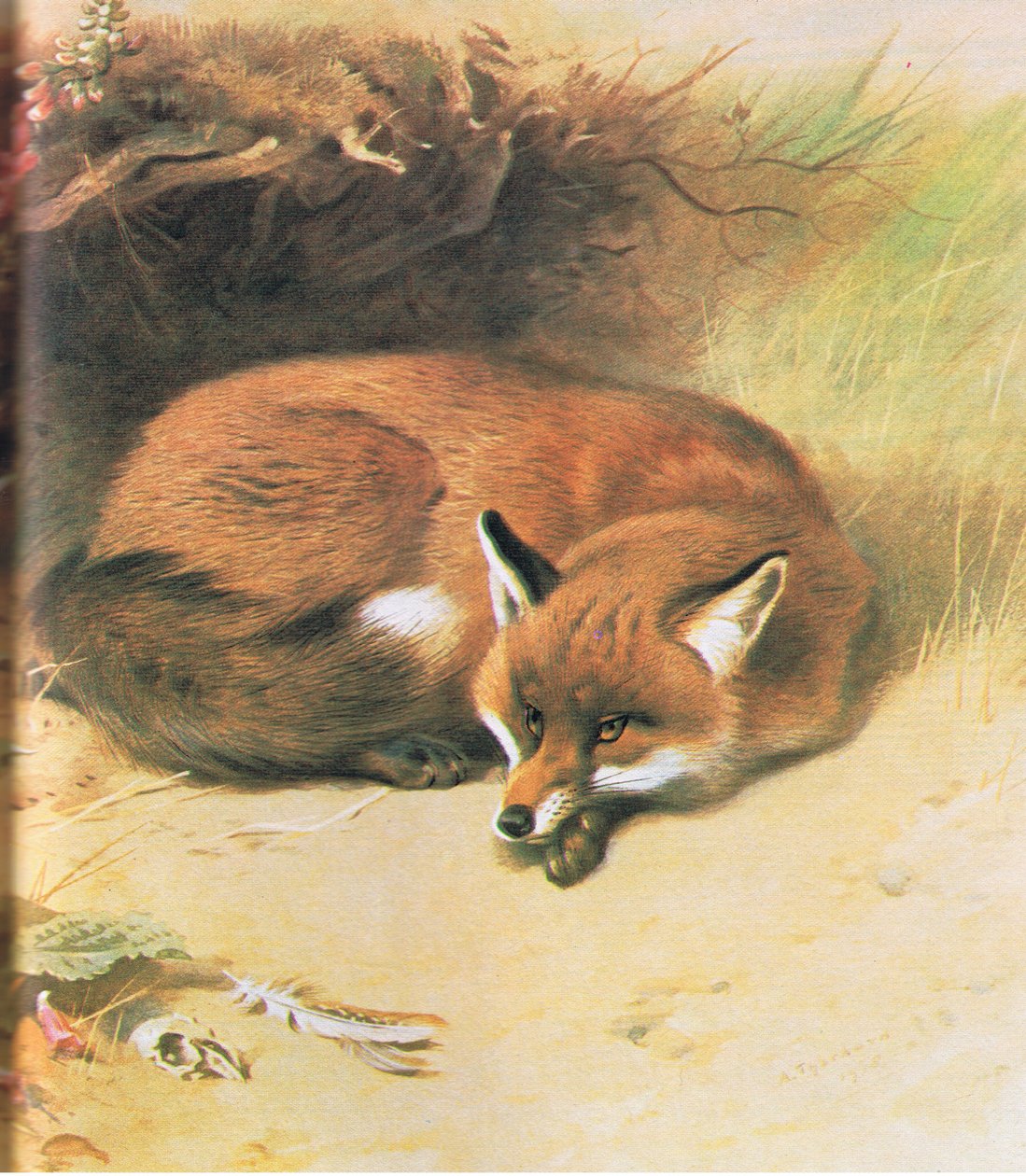Fox, pub. av Book Club Associates, 1972 av Archibald Thorburn